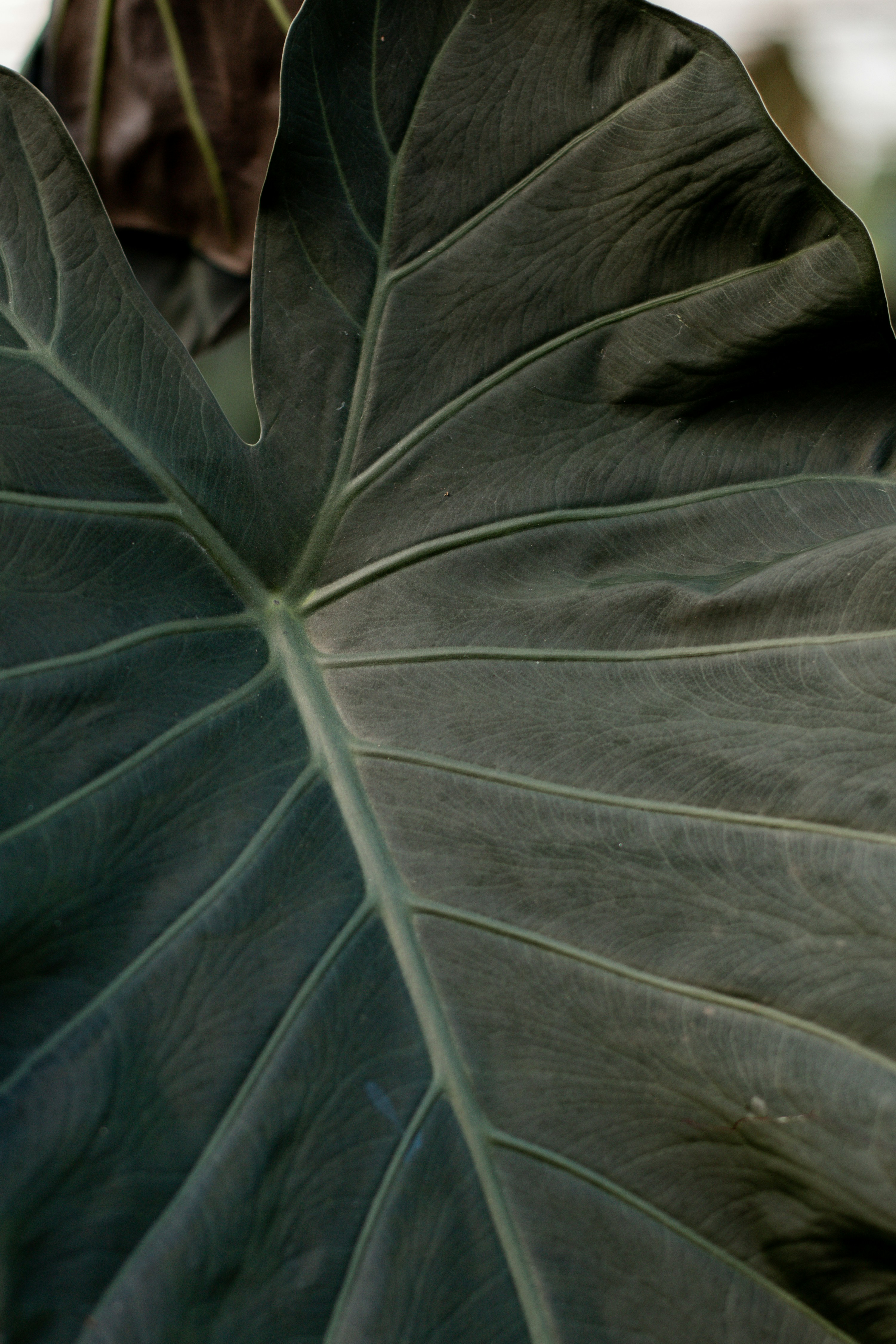 Photo by denimandrain