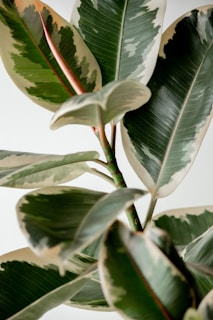 a close up of a green and white plant