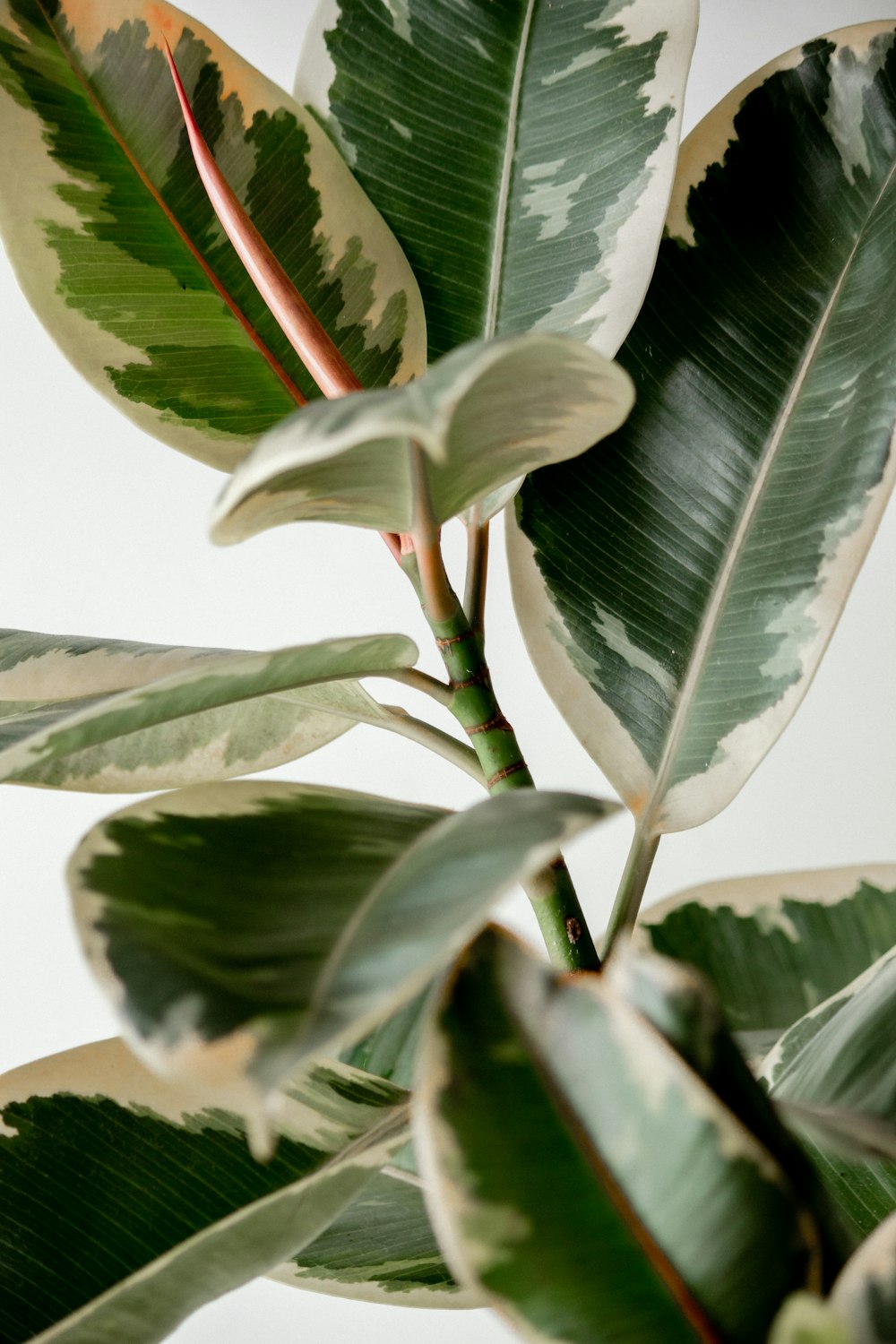 a close up of a green and white plant