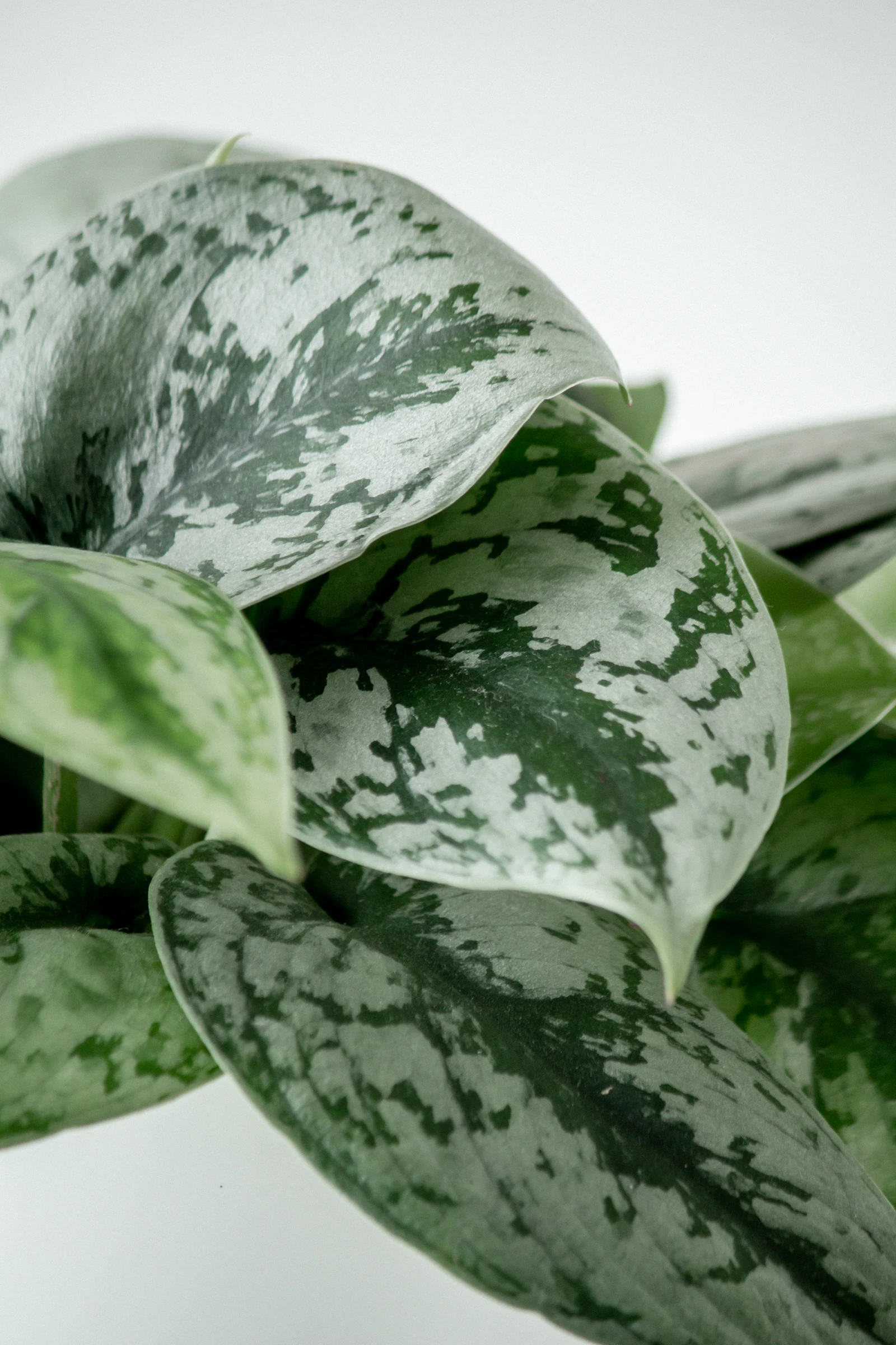 Close-up of Scindapsus pictus leaves showing the characteristic silver-spotted matte surface that distinguishes it from the glossy pothos