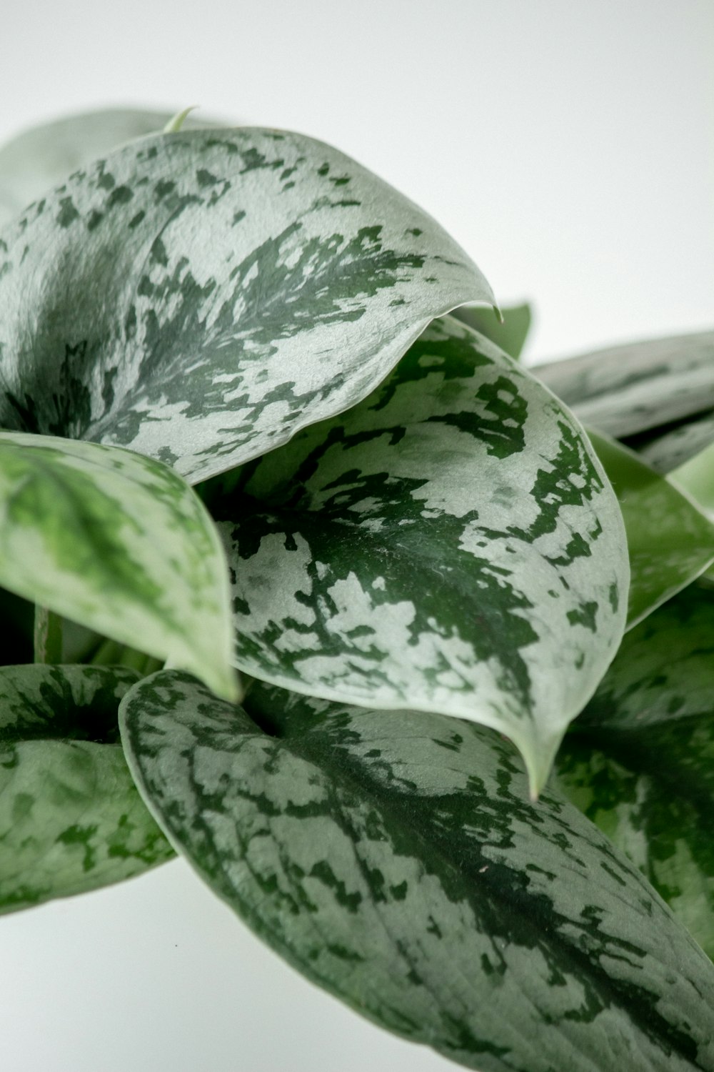 a close up of a green and white plant