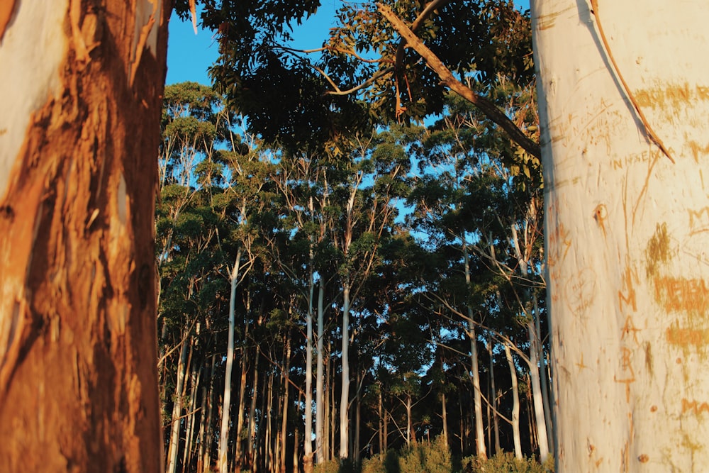 a group of trees that are standing in the dirt