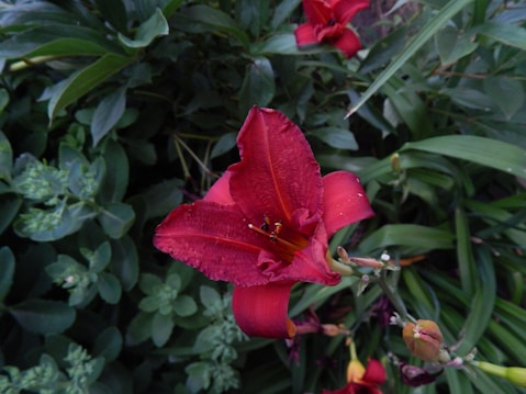 A vibrant red lily flower in full bloom surrounded by lush green foliage. The petals are rich in color, with delicate details and stamens visible at the center. Other blooming and budding lilies are visible in the background, adding depth and contrast.