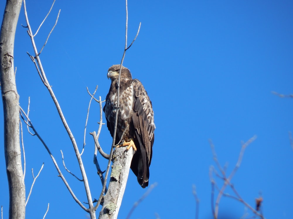 a hawk perched on top of a tree branch
