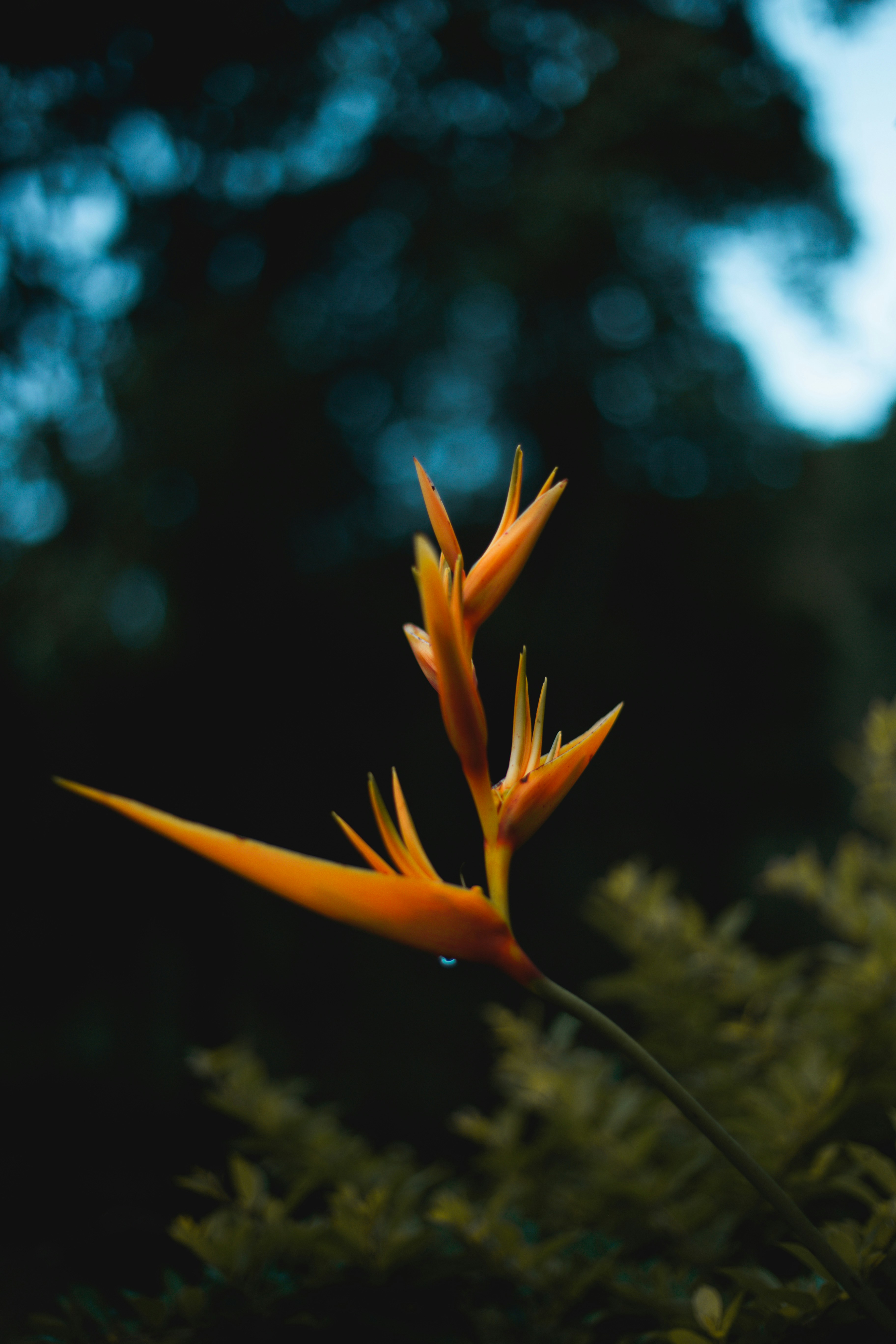 Photo by ghanbirsingh