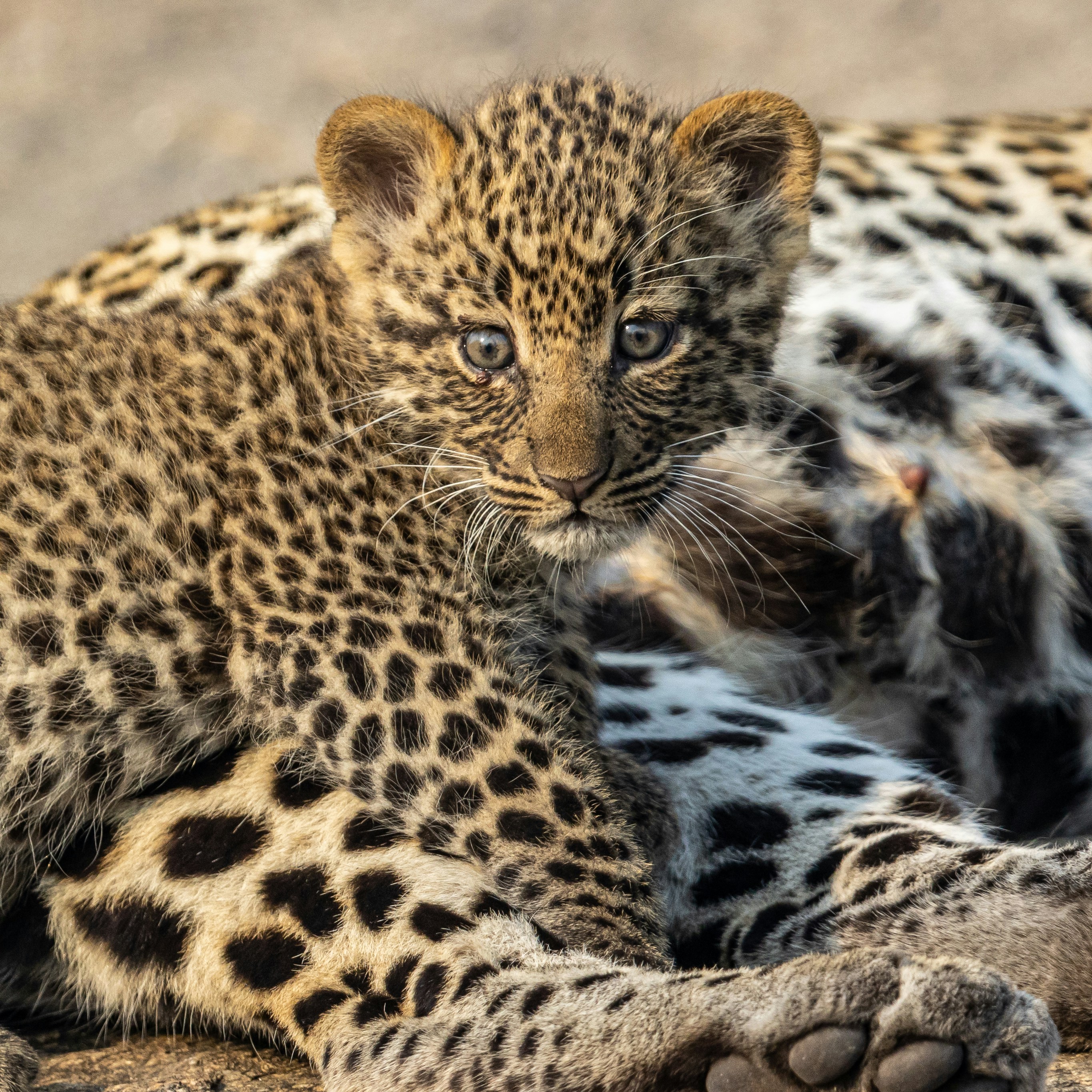 Ventaglio Nero In Pizzo - Vegaoo - Foto 7