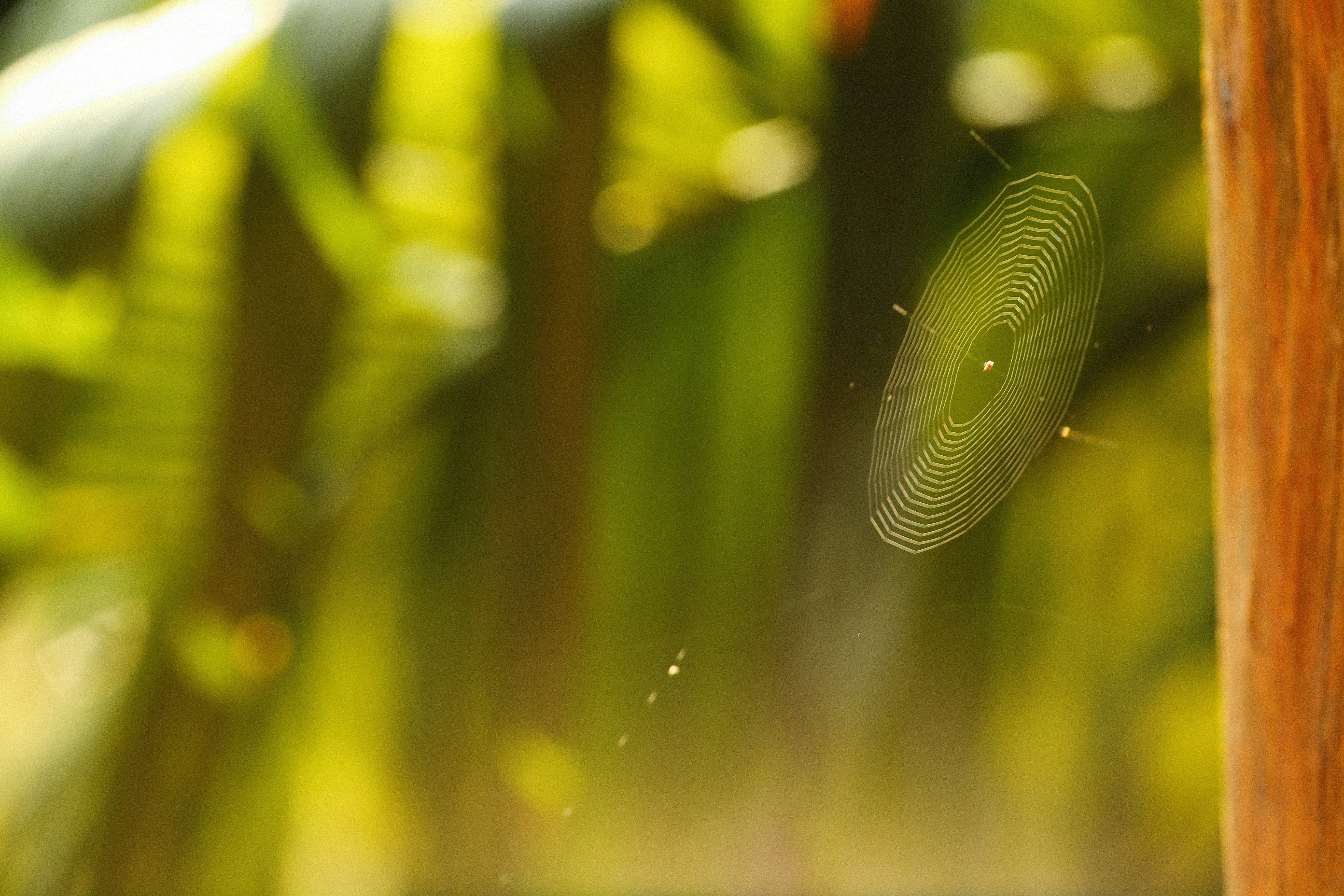 Photo by alexeydemidov