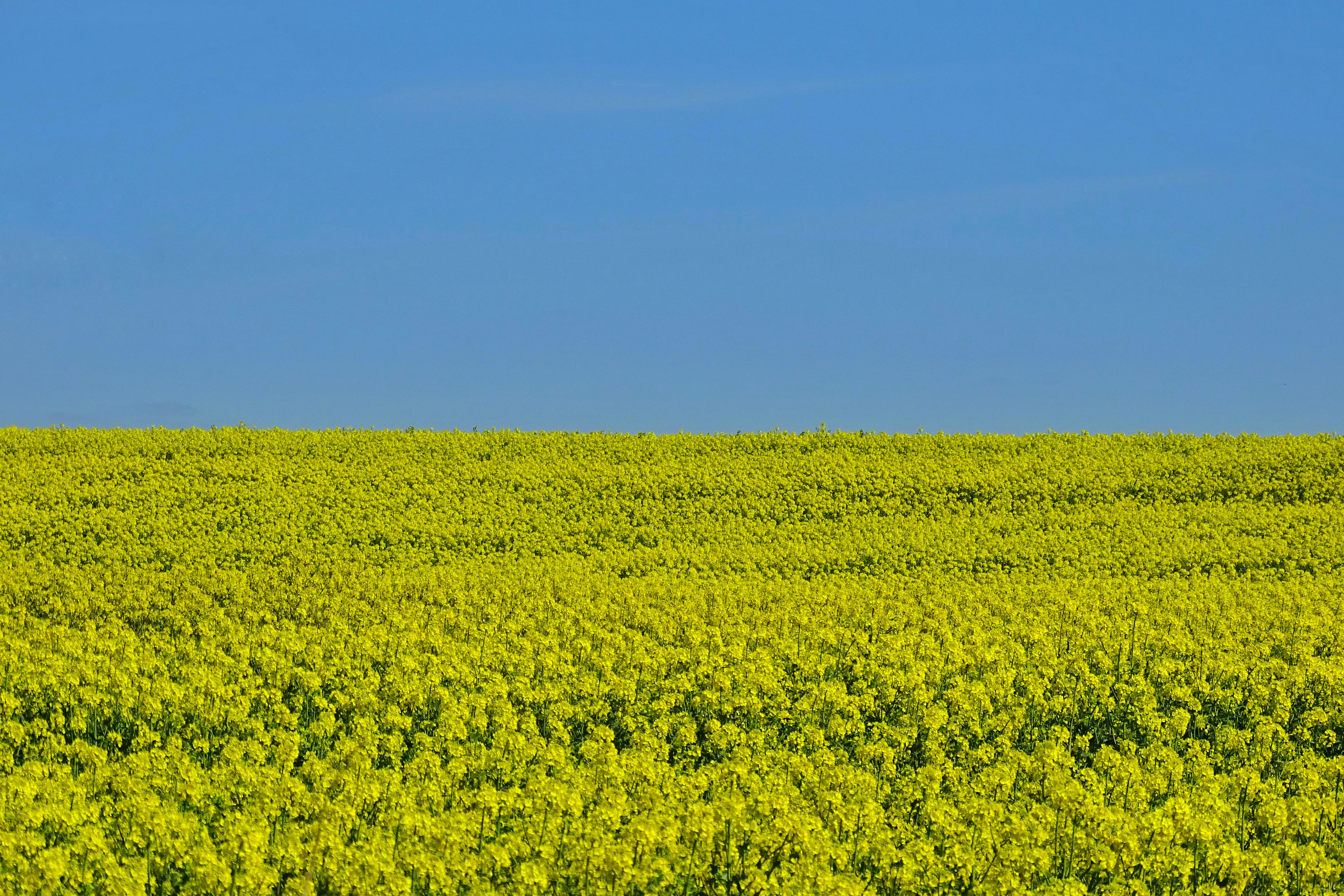 a large field of yellow flowers under a blue sky