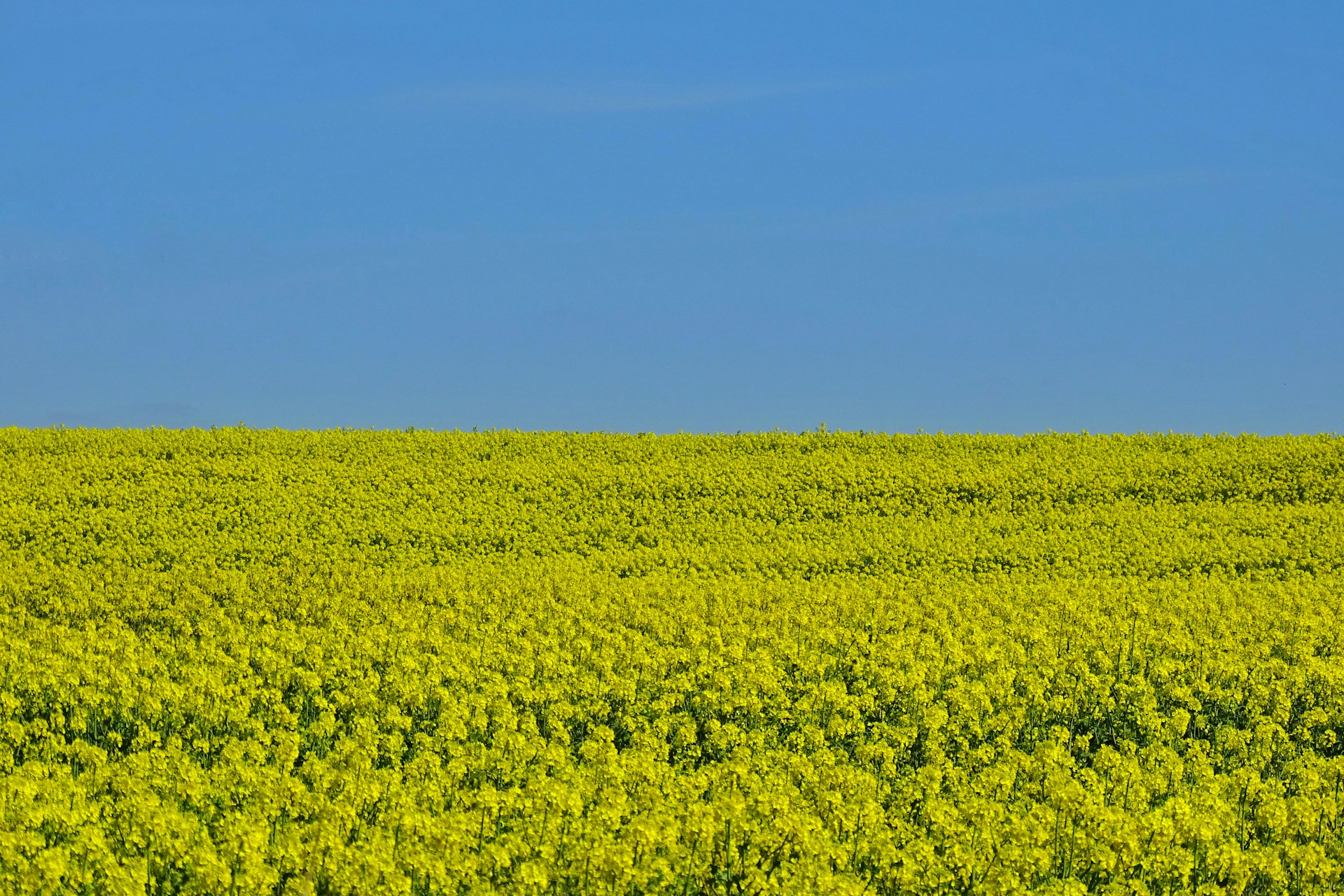 a large field of yellow flowers under a blue sky