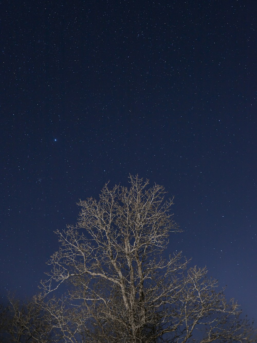 a tree with no leaves and a night sky in the background