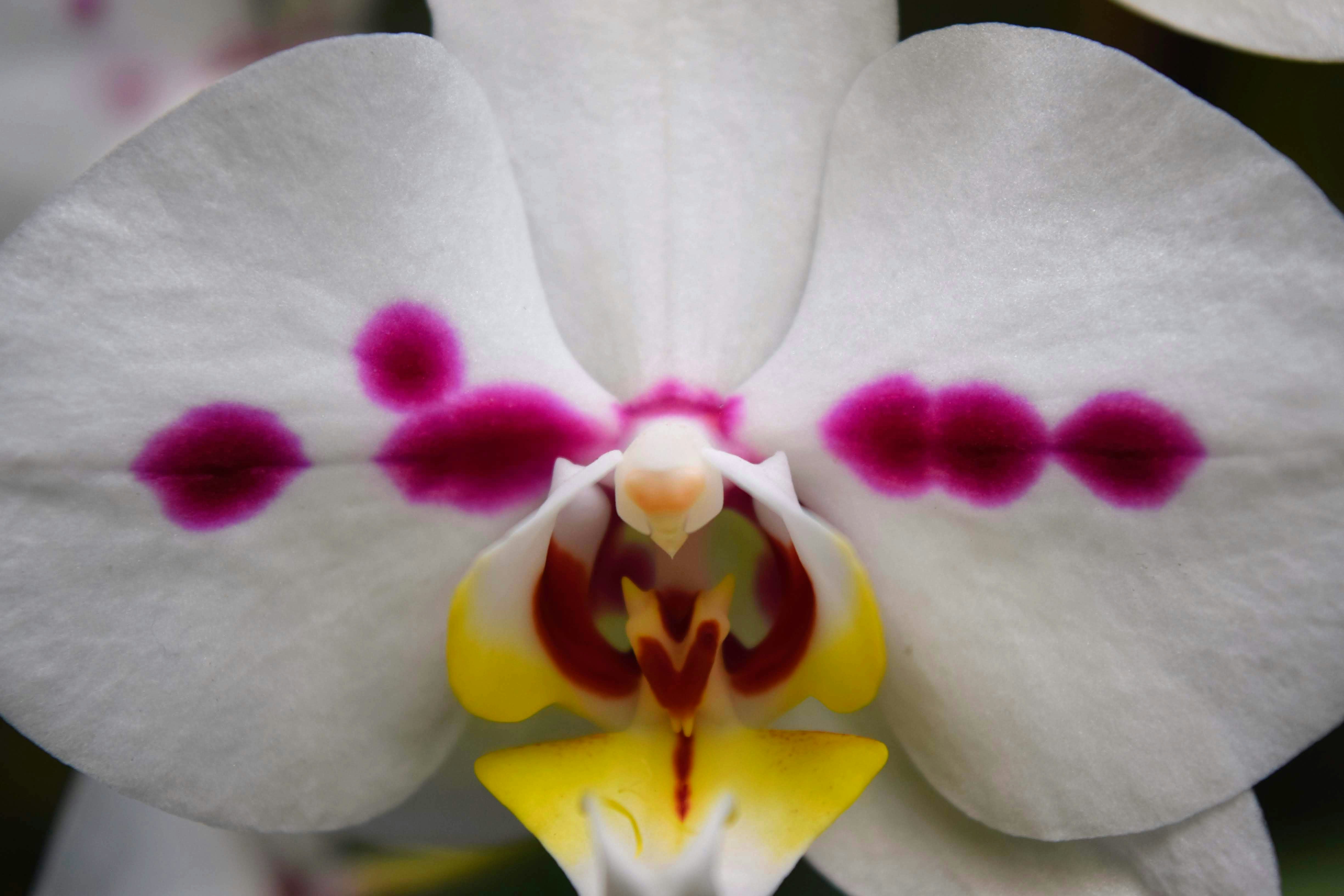 7 Common Orchid Care Mistakes: Tips from Someone who's Made them for you