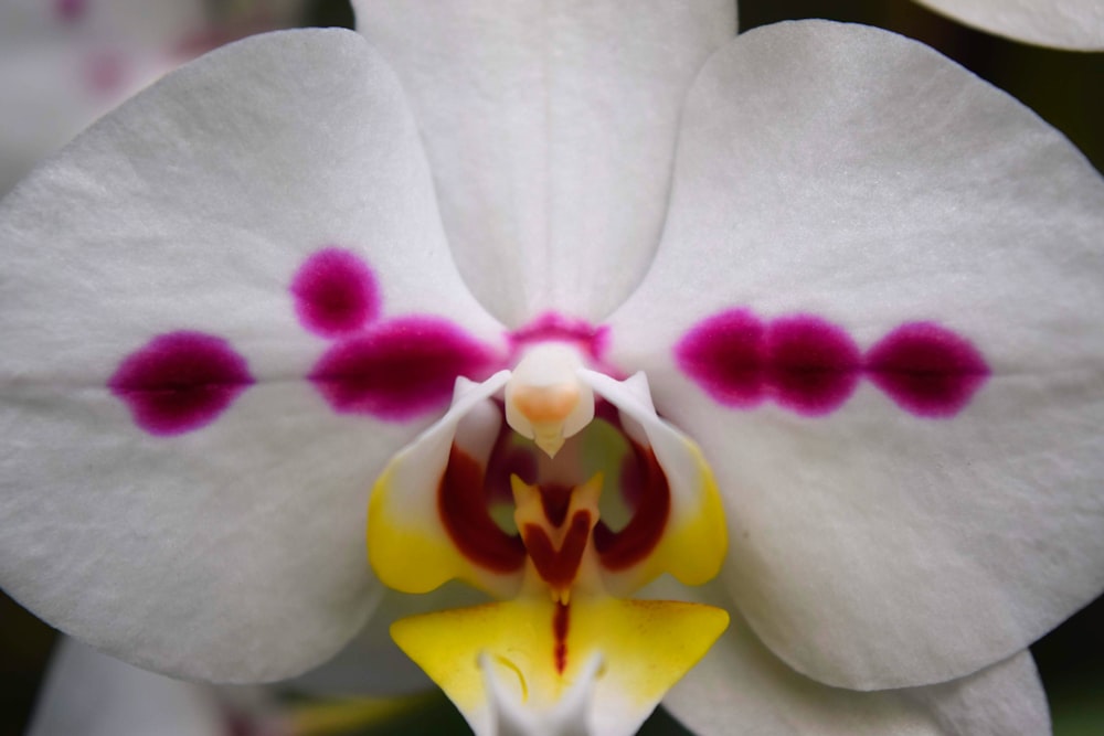 a close up of a white and purple flower