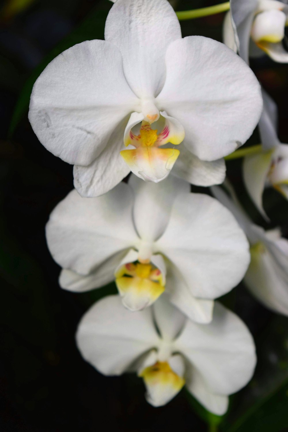 a group of white flowers with yellow centers