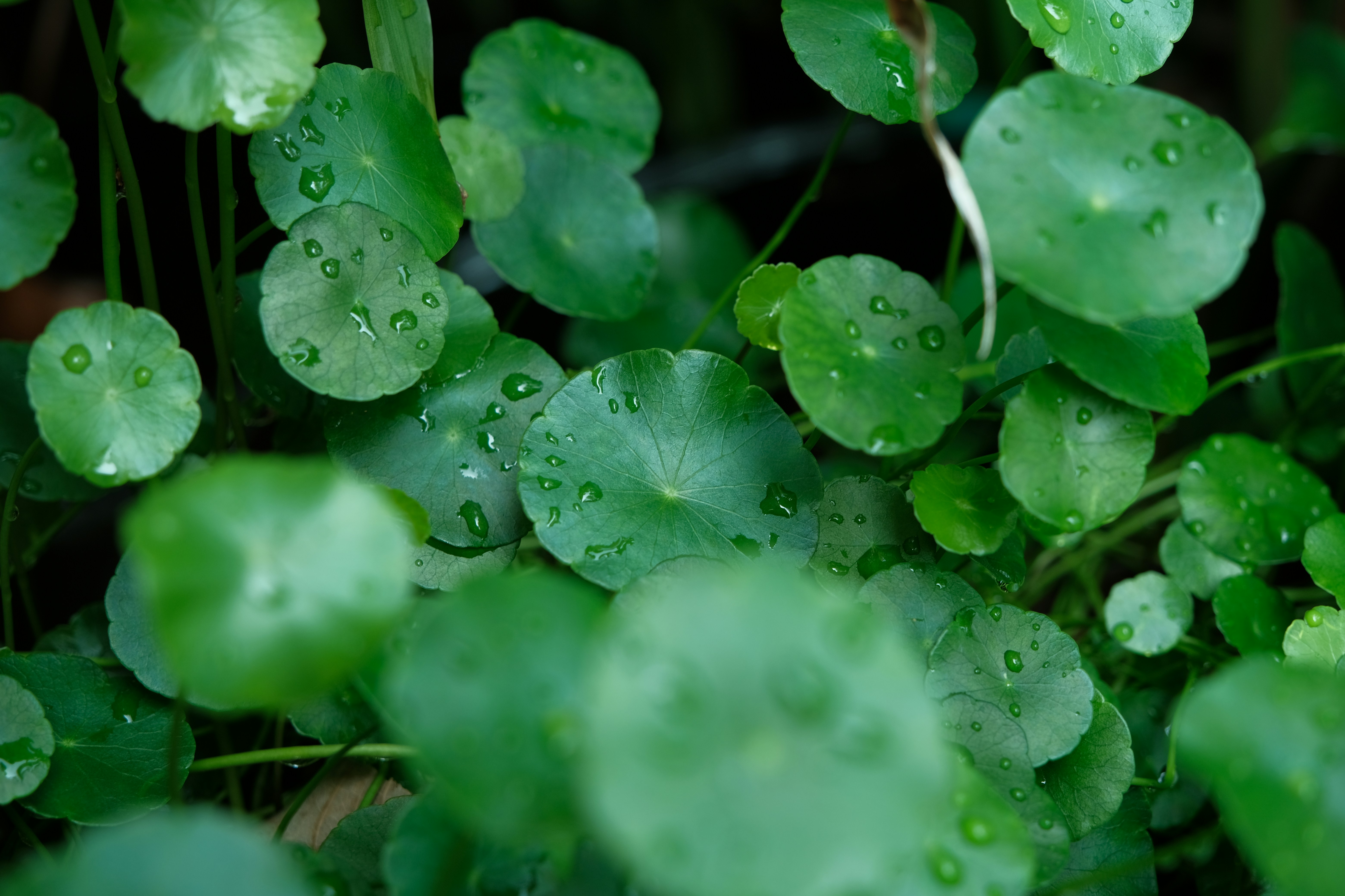 Photo by hii_shiannn