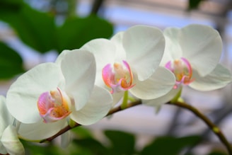 Close-up image of a white orchid arrangement with green leaves and soft golden light.