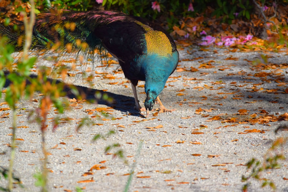 a peacock is standing on the ground eating something