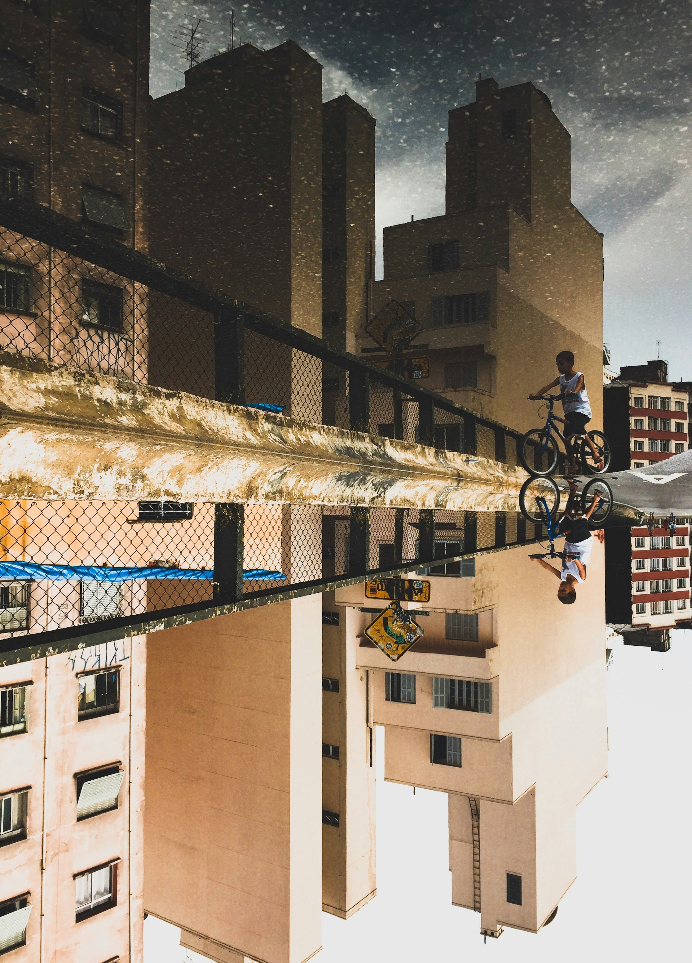 The Silent Bird Massacre in U.S. Cities