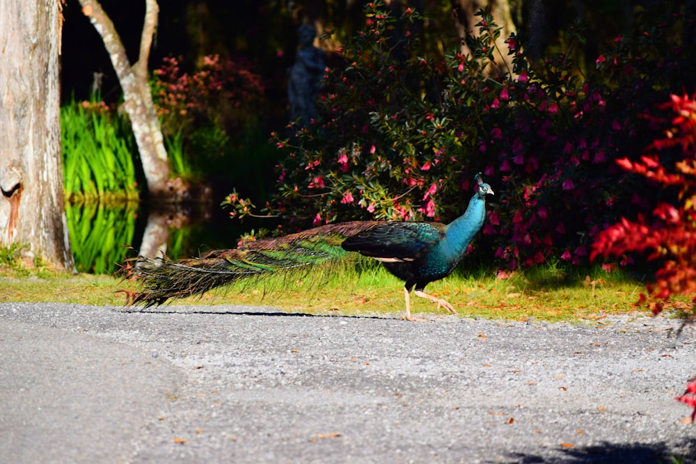 a peacock walking across a street next to a lush green forest