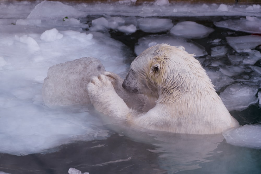 a polar bear in a pool of ice