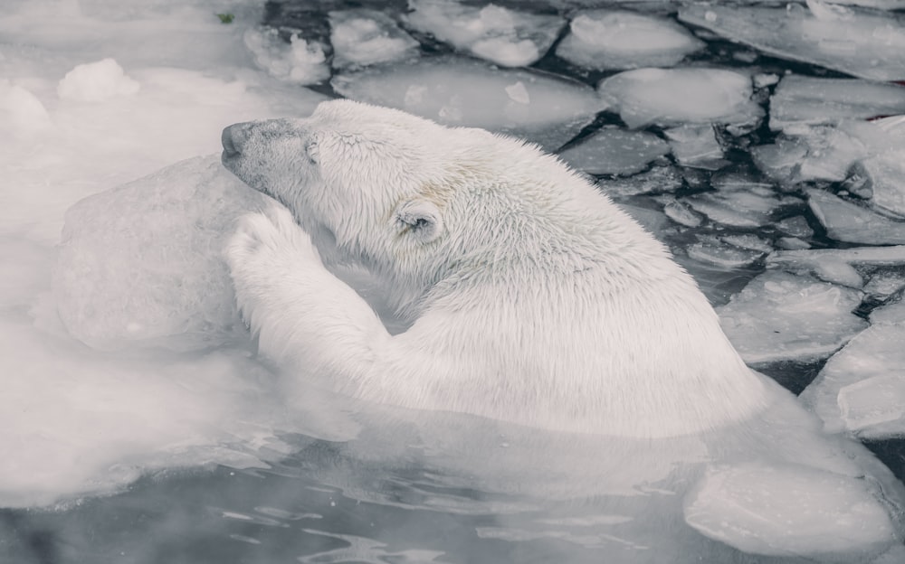 a polar bear is swimming in the water