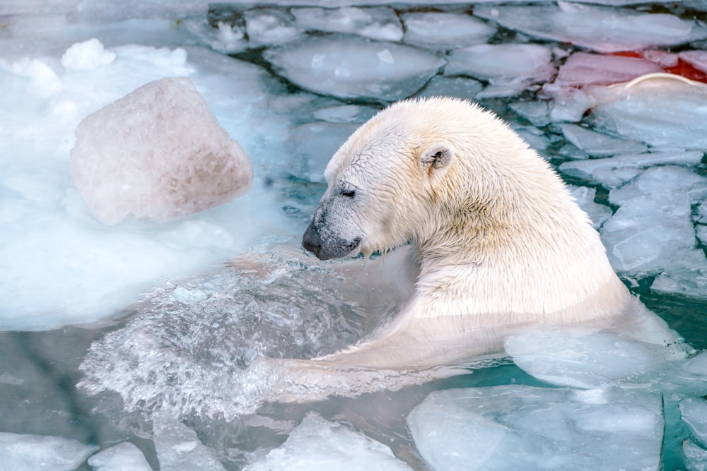 a polar bear swimming in a pool of ice