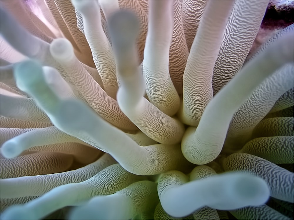 a close up of a white flower with a blurry background