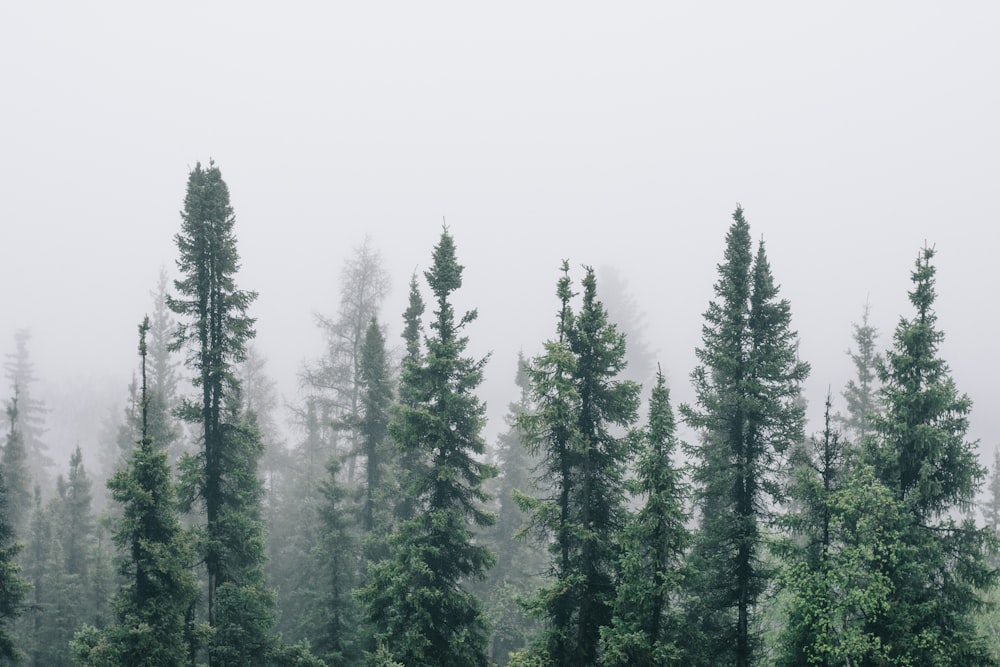 uma floresta cheia de muitas árvores verdes altas