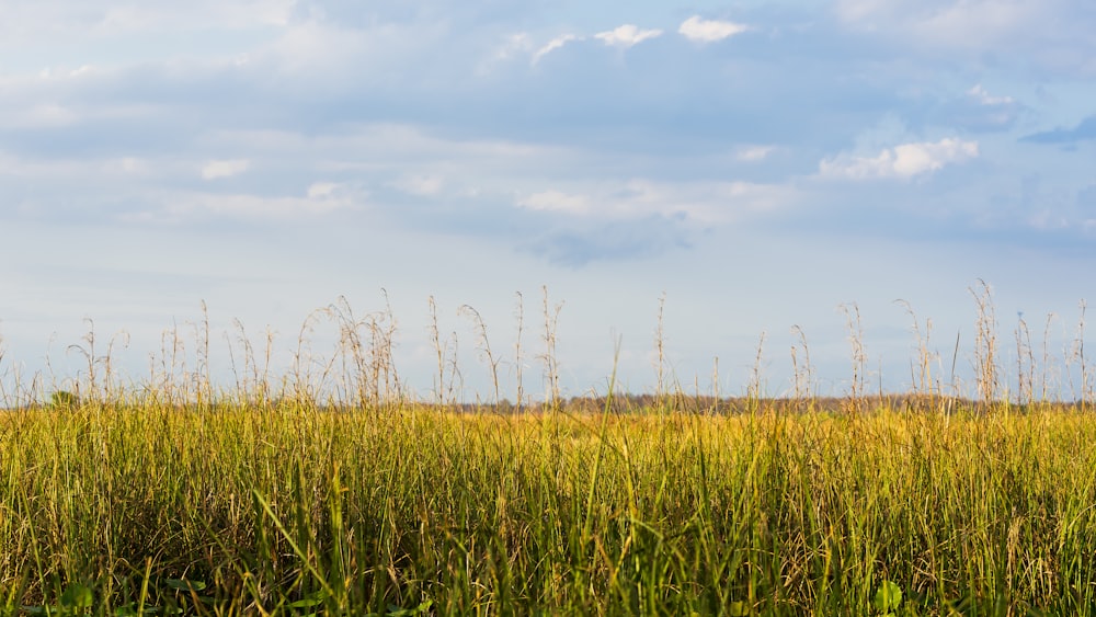 a field of tall grass under a cloudy blue sky