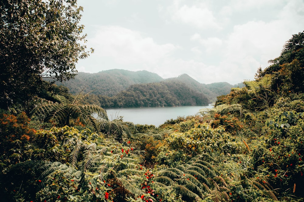 a large body of water surrounded by trees