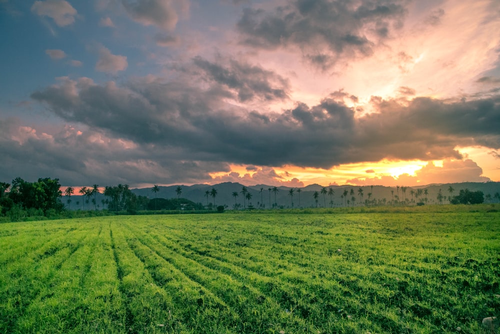 un champ d’herbe avec un coucher de soleil en arrière-plan