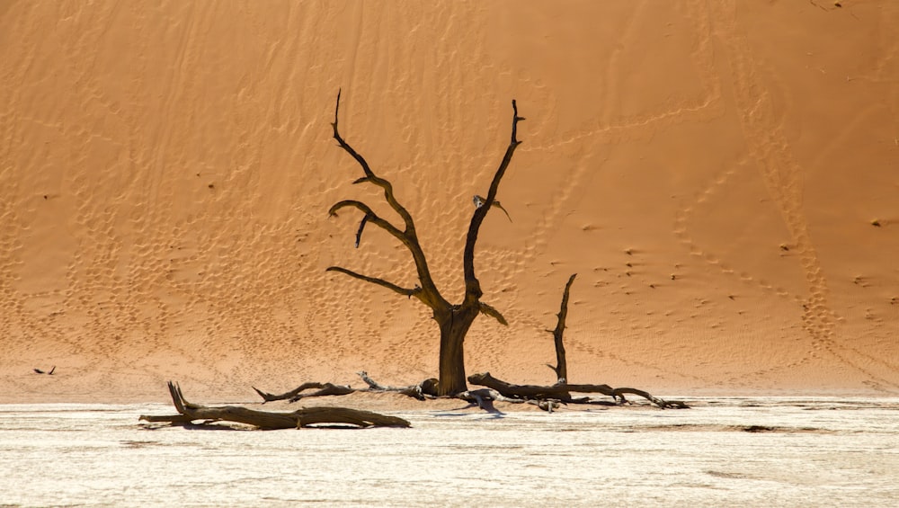 a dead tree in the middle of a desert