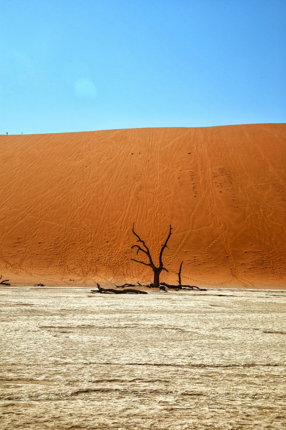 a lone tree in the middle of a desert