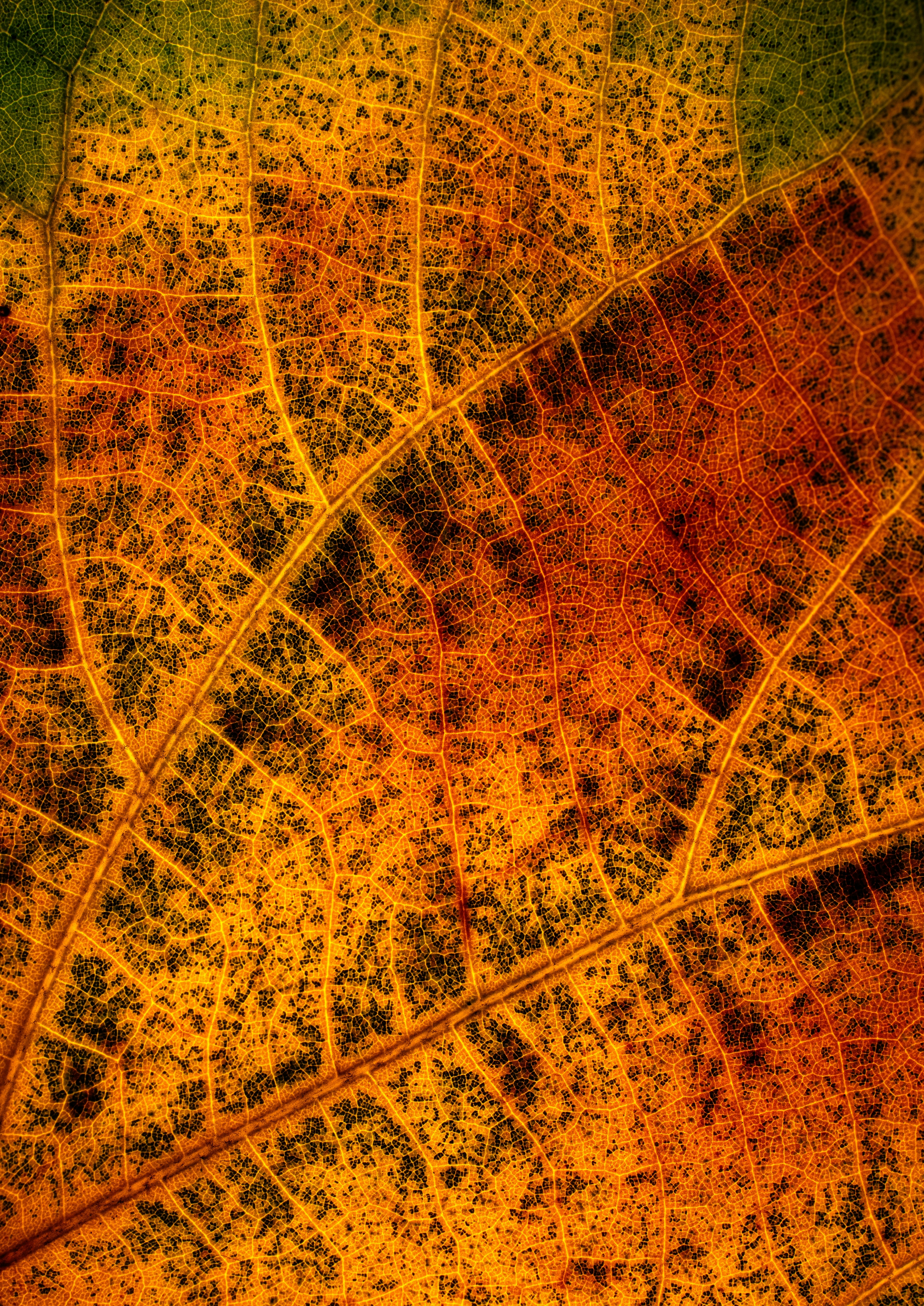 Photo by vinomamba24