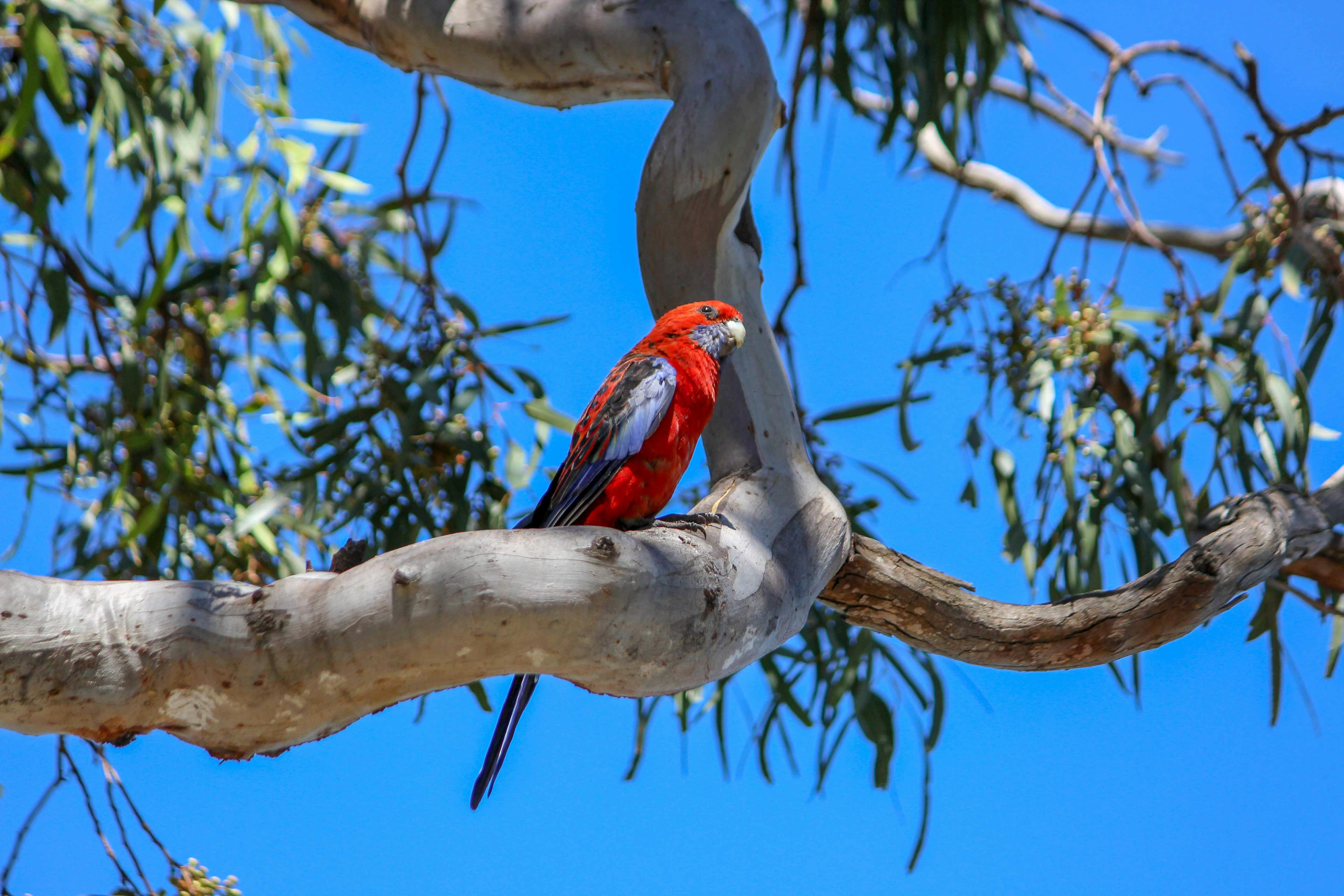 a red bird perched on a branch of a tree