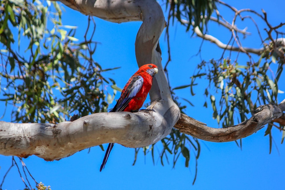 Un pájaro rojo posado en una rama de un árbol