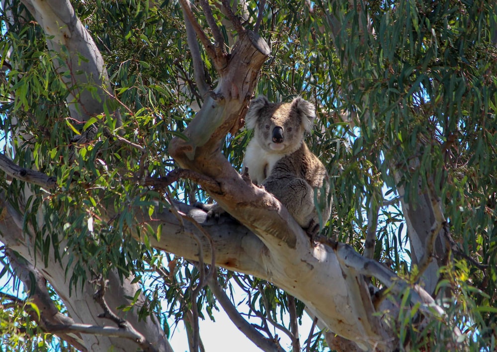 Un koala sentado en la rama de un árbol en un árbol