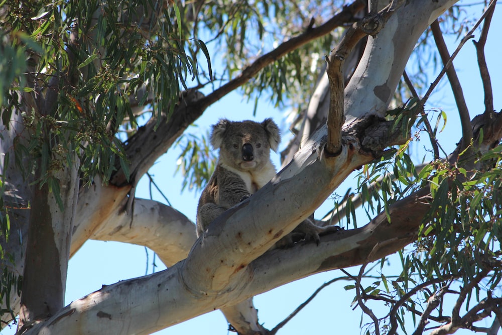 a koala is sitting in a tree looking at the camera