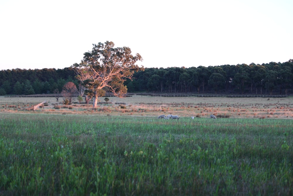 a lone tree in the middle of a field