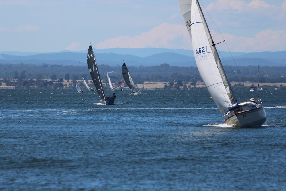 a group of sailboats sailing in the ocean