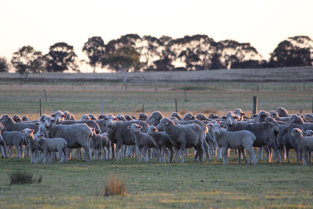 a herd of sheep standing on top of a lush green field