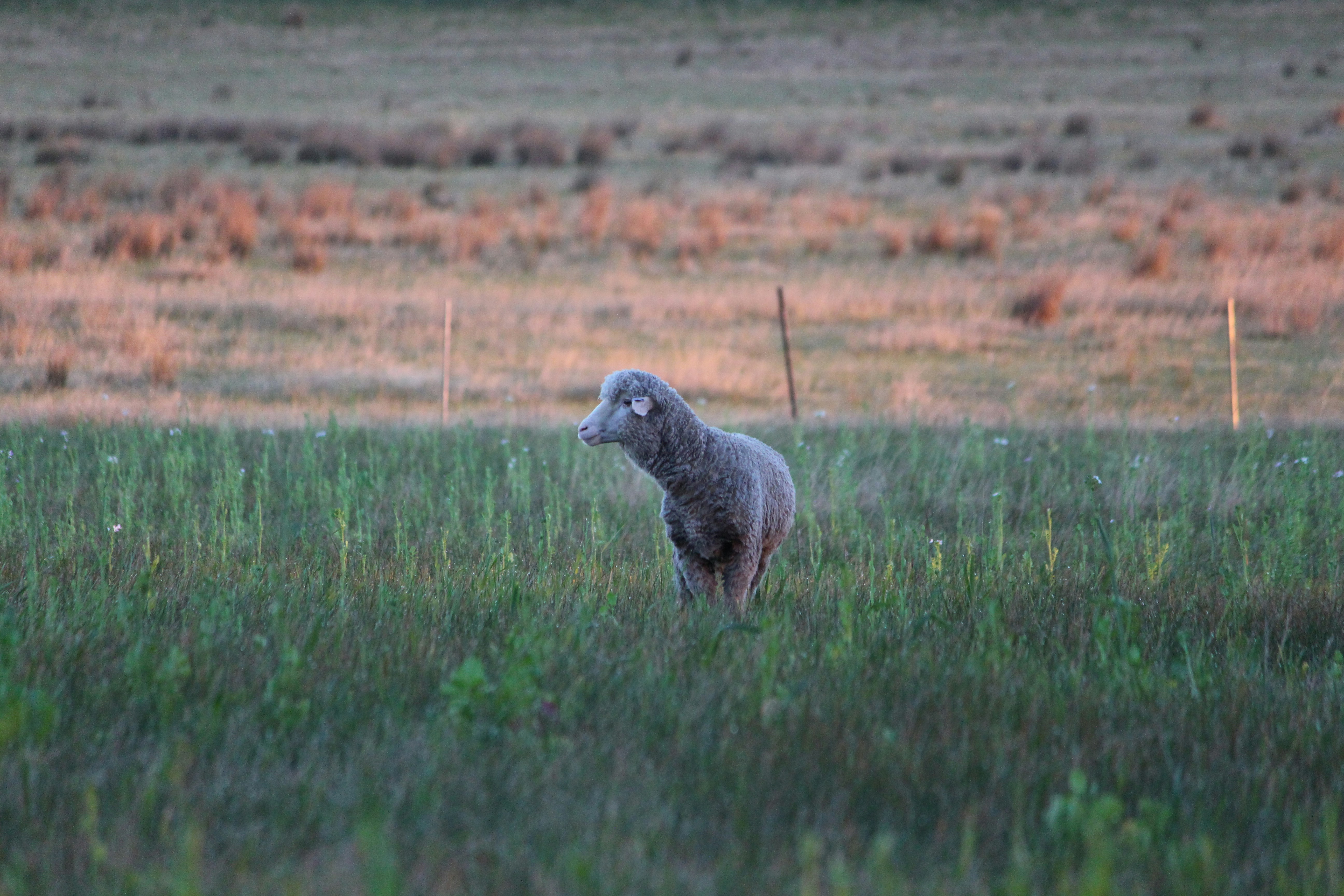 a sheep standing in the middle of a field