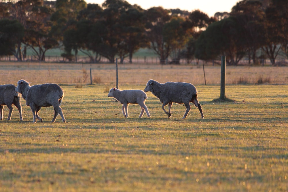 a herd of sheep walking across a grass covered field