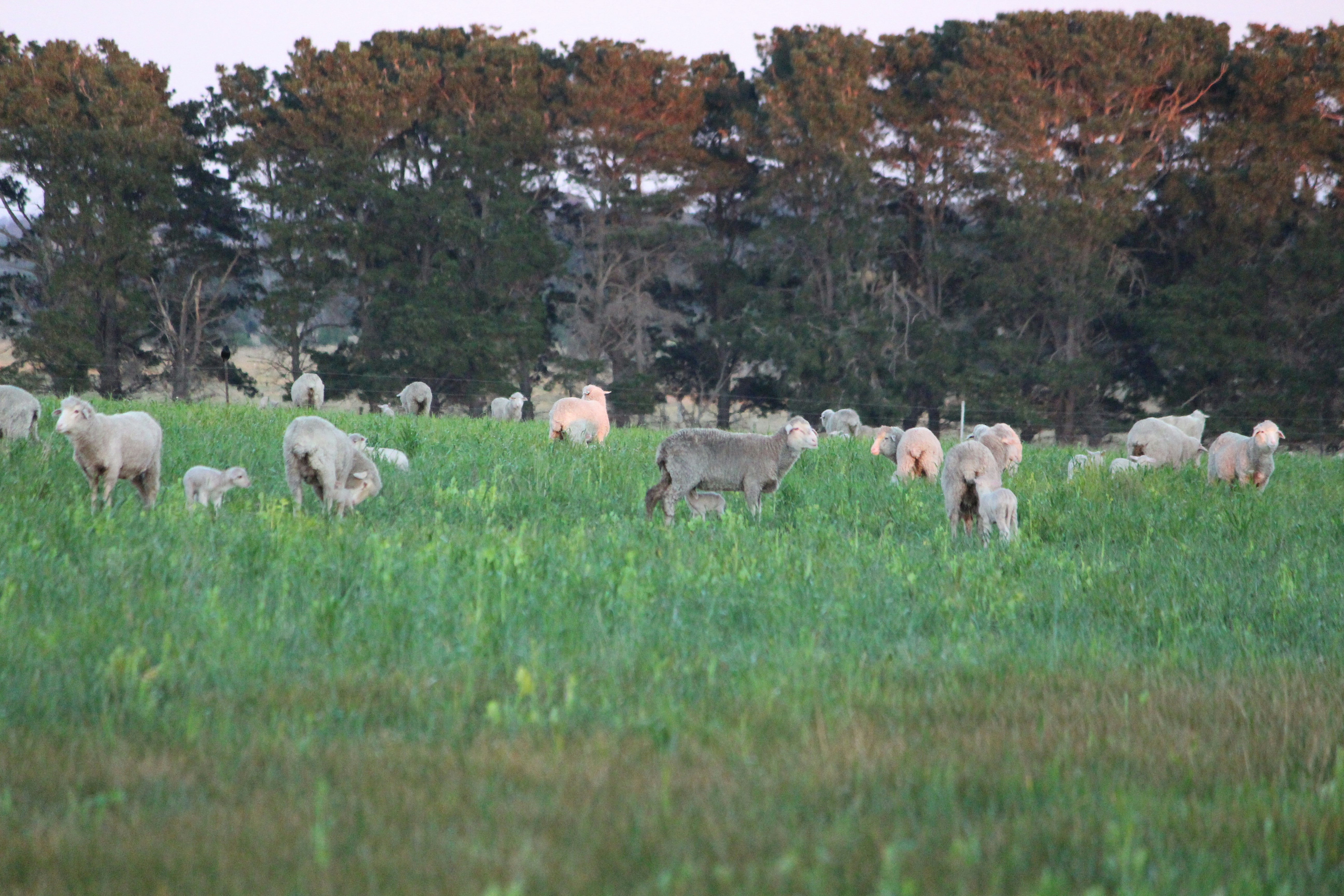 a herd of sheep grazing on a lush green field