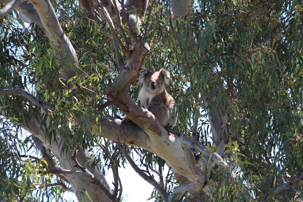 a koala sitting in a tree with leaves