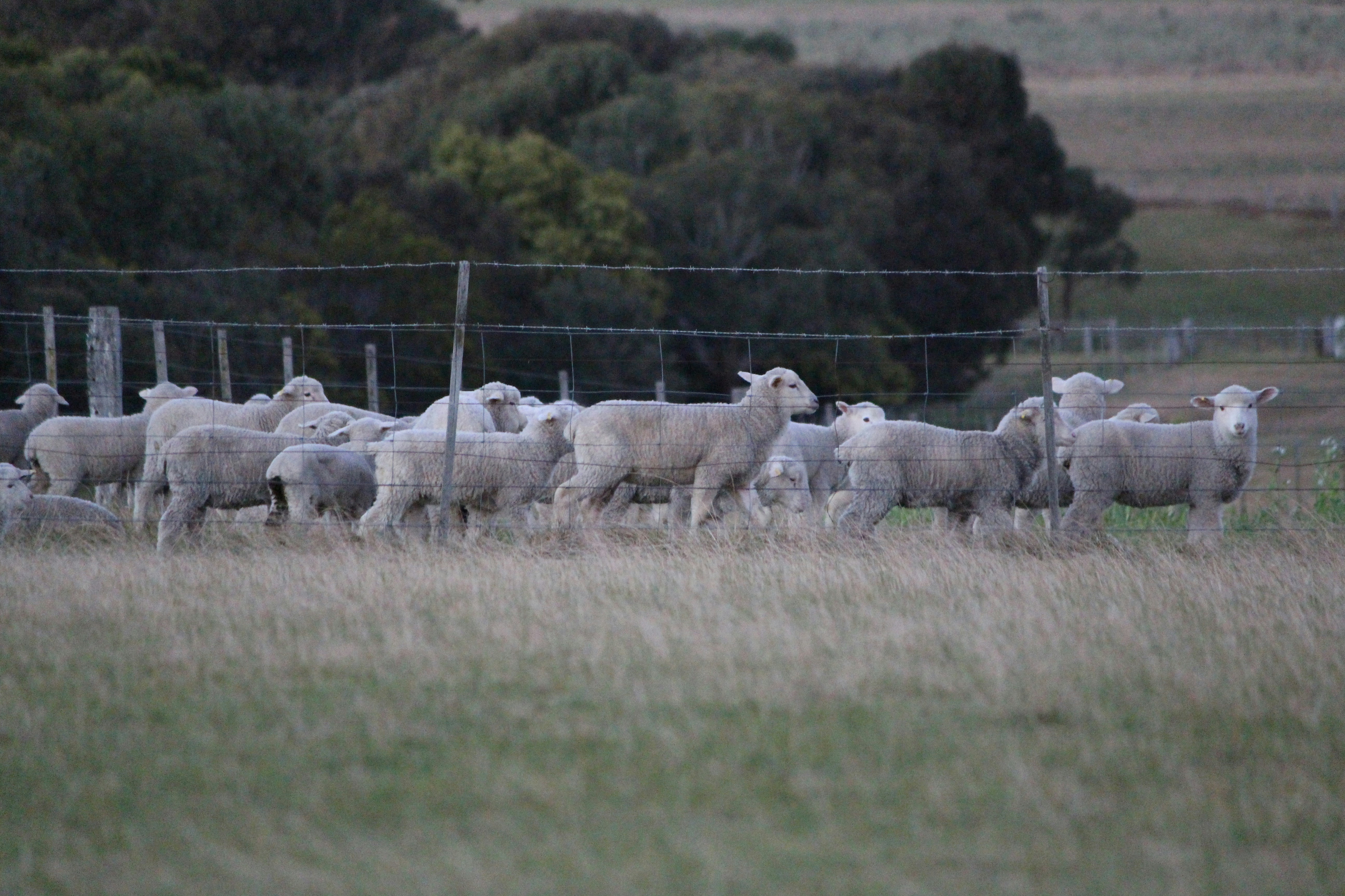a herd of sheep standing on top of a grass covered field