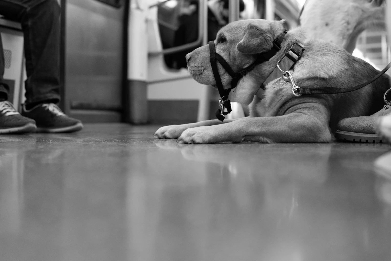 Perro tumbado en el suelo de un vagón de metro junto a los pies de un pasajero, en blanco y negro