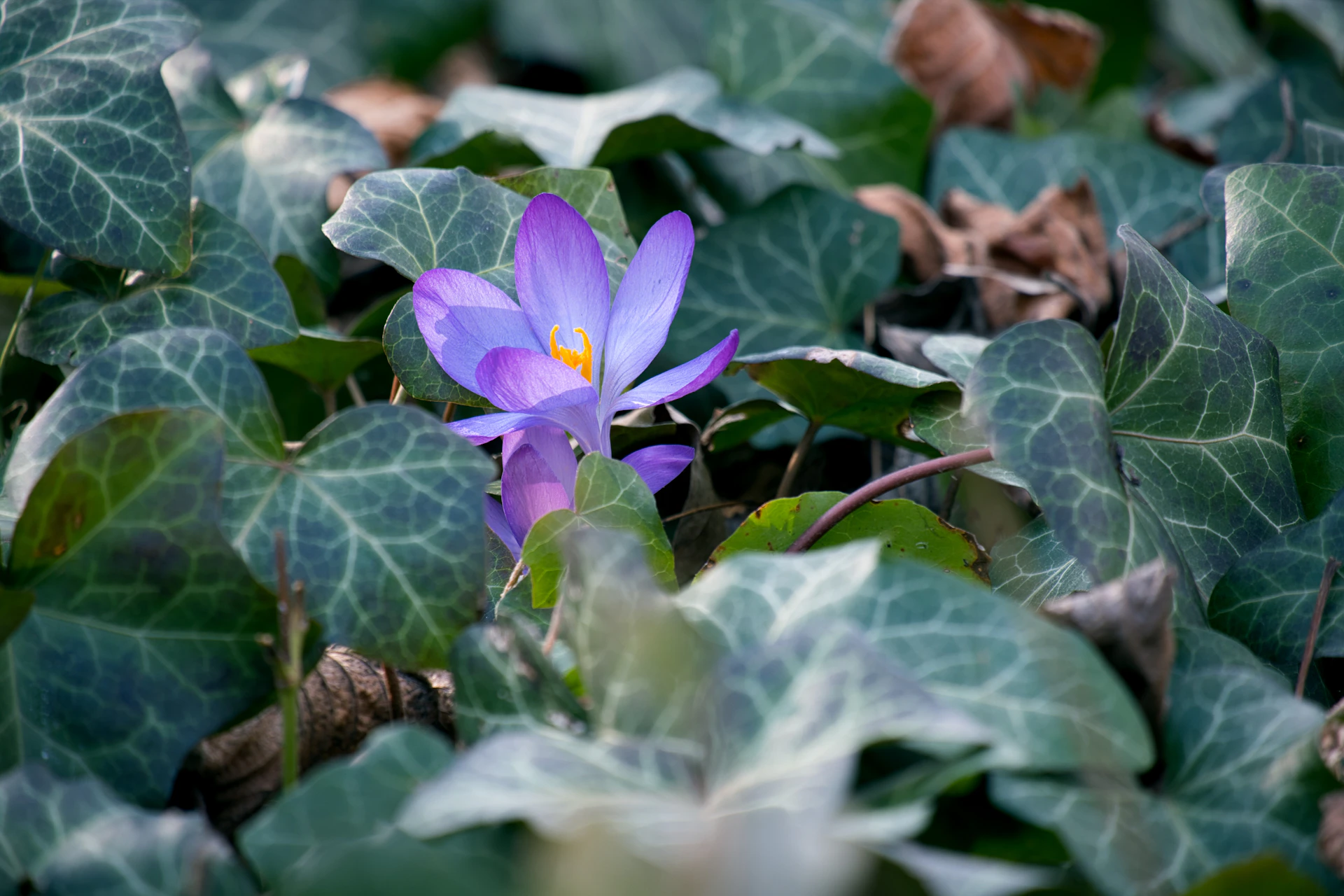 a purple flower surrounded by green leaves