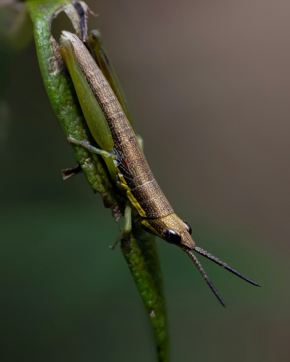 Un primer plano de un pequeño insecto en una planta