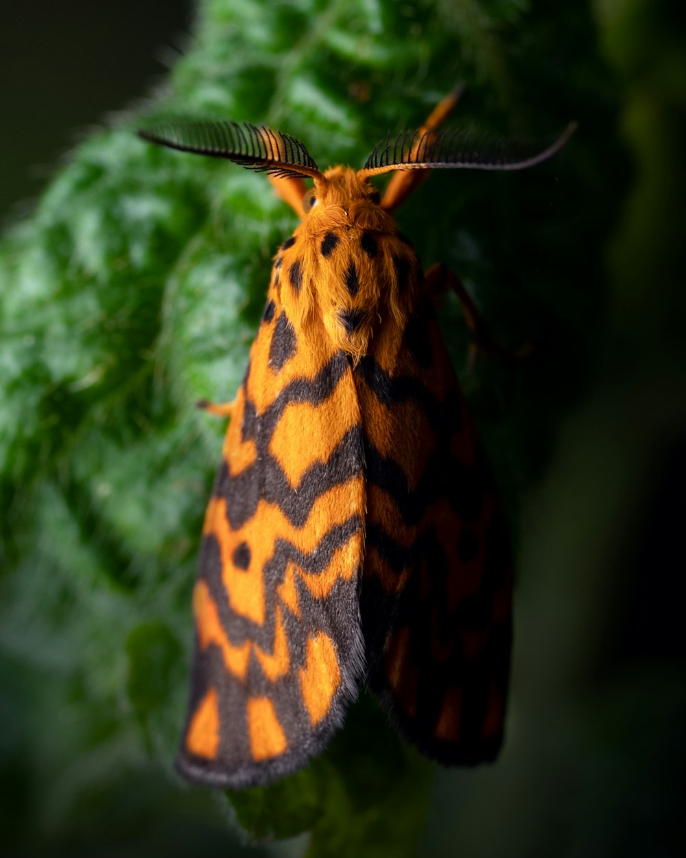 a close up of a moth on a leaf
