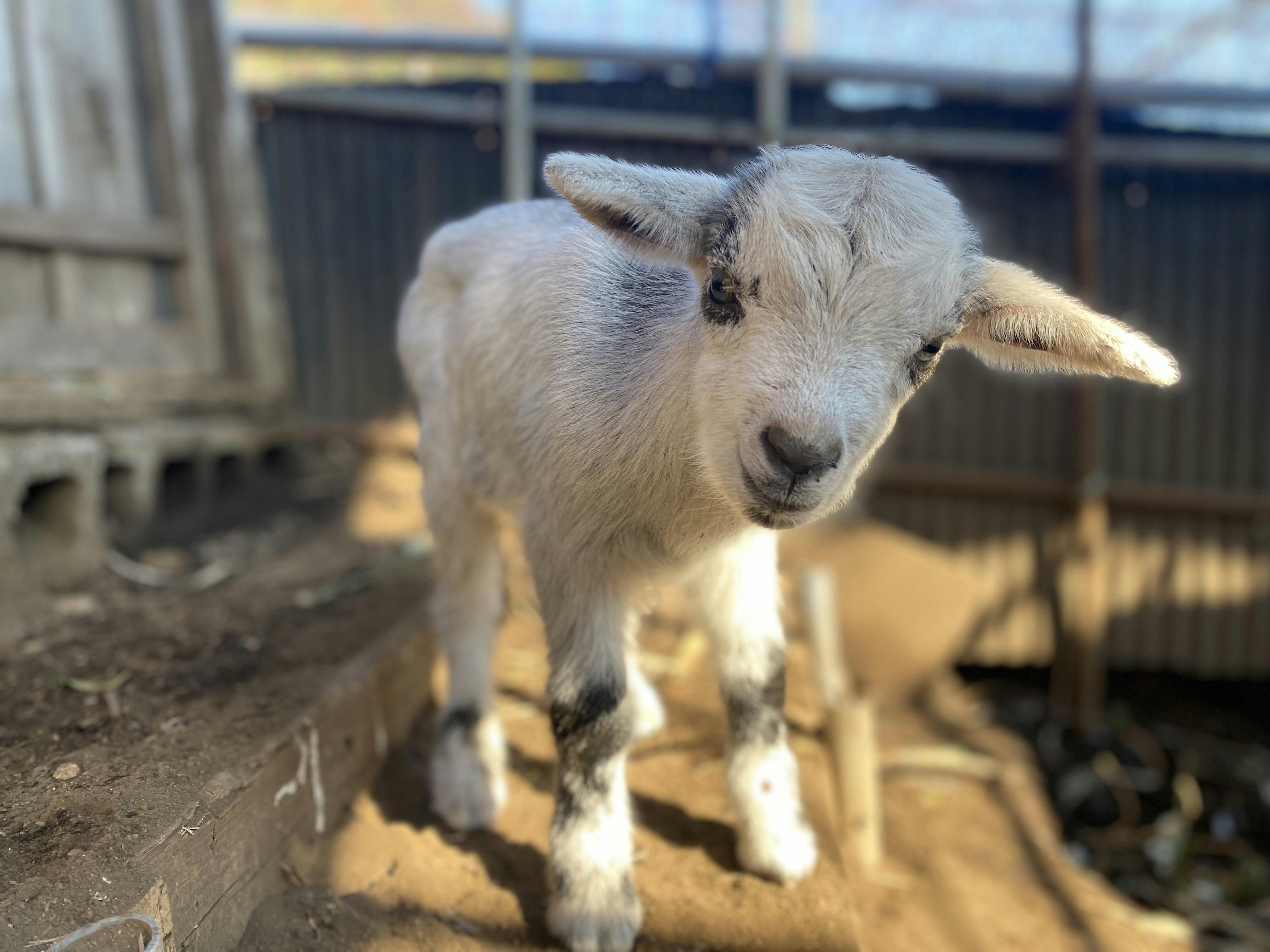 Newborn baby goat posing on a farm in Yugawara, Kanagawa, Japan
